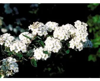 Brudspirea