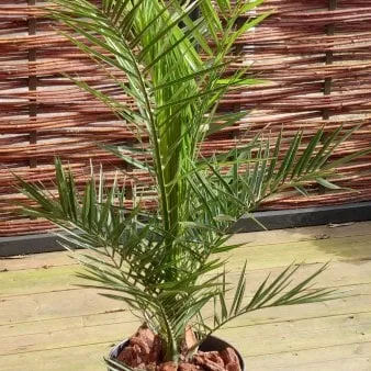 Fenixpalm